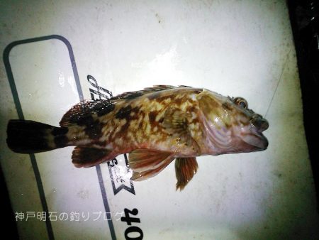 乗っ込みの気配