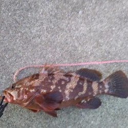 アコウ50cmとシーバス