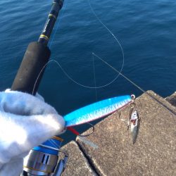 ライトショアジギング