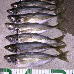 夕まずめにアジング