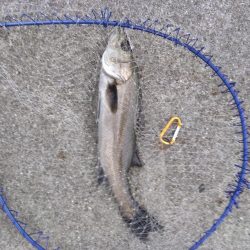 ライトタックルでシーバス