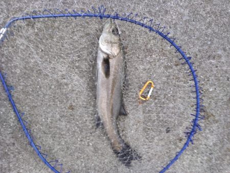 ライトタックルでシーバス