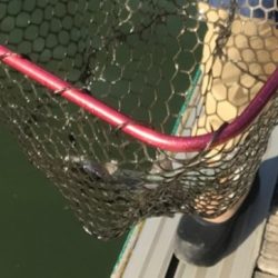 管釣り 嵐山で58