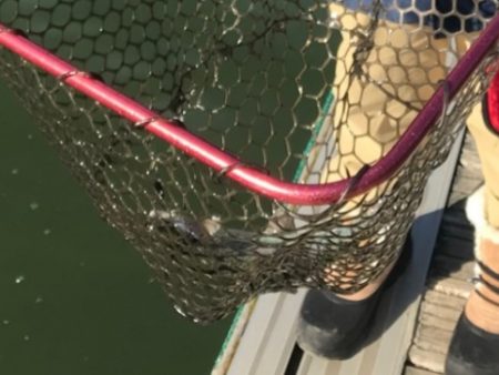 管釣り 嵐山で58