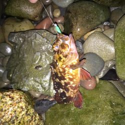 アジングからのガシリング