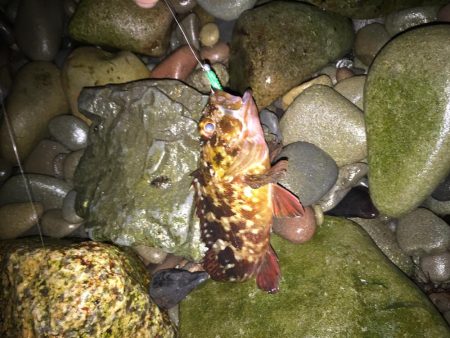 アジングからのガシリング