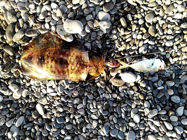 久しぶりにアオリイカでした!!