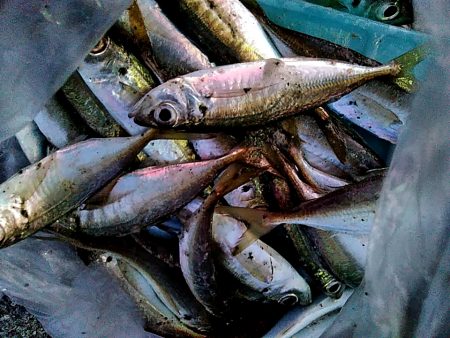 サビキで　小あじ３１匹釣れました！！