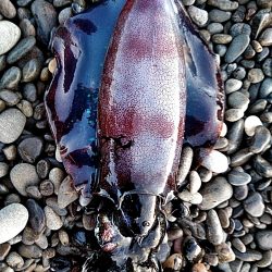 久しぶりのアオリイカでした！！