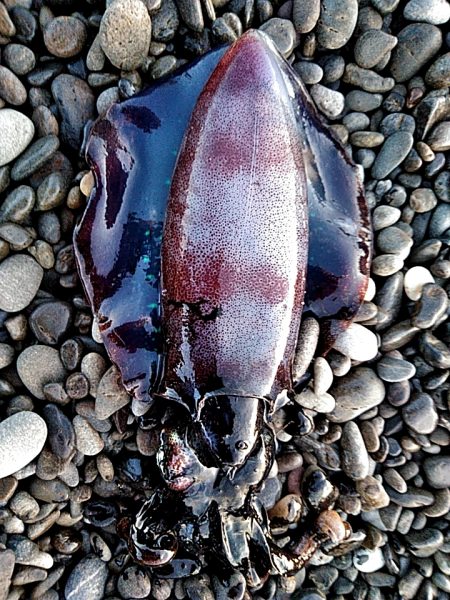 久しぶりのアオリイカでした！！