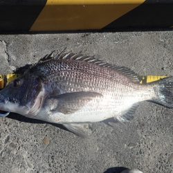 年無しチヌ含めて二桁