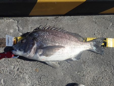 年無しチヌ含めて二桁