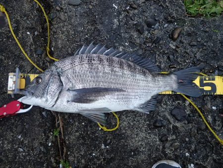 メイタサイズから年無しサイズまで