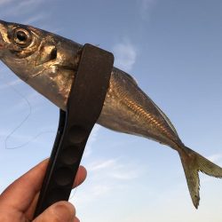 コバンザメ釣法