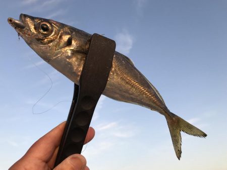 コバンザメ釣法
