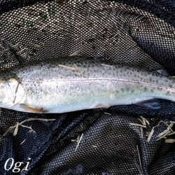 小柿渓谷でアマゴ&ニジマス！