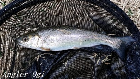 小柿渓谷でアマゴ&ニジマス！