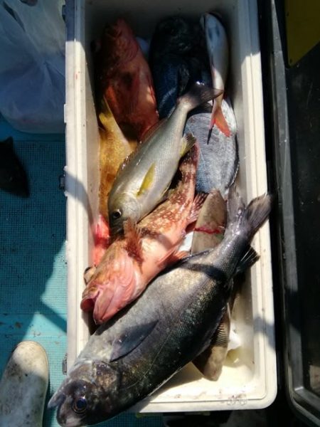 松福丸 釣果