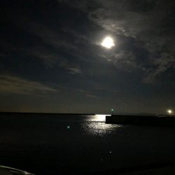 メバルはどこへ？？？