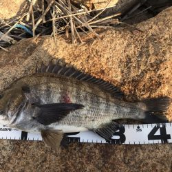 イチノ兄弟、釣果!