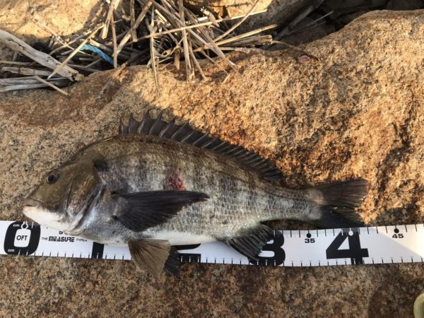 イチノ兄弟、釣果!