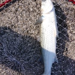 青物まったく(泣)