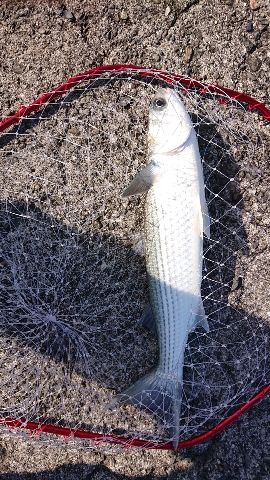 青物まったく(泣)