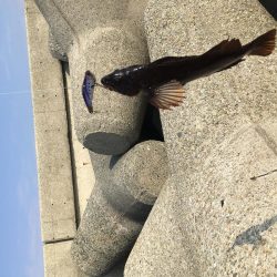 大潮は釣れますね！