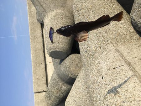 大潮は釣れますね！