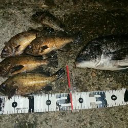 メバルの本番は間もなく到来かな?