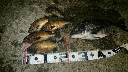 メバルの本番は間もなく到来かな?