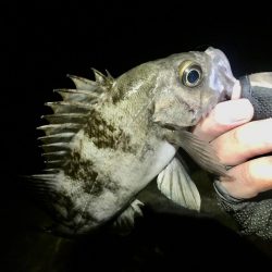 週末恒例淡路島釣果報告