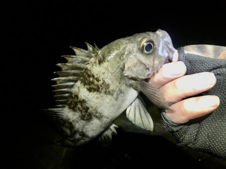 週末恒例淡路島釣果報告