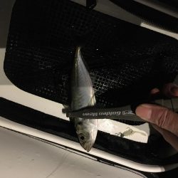 メバリング 小メバル多数