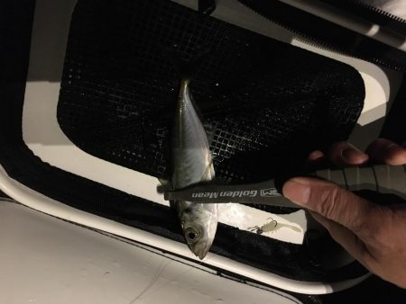 メバリング 小メバル多数