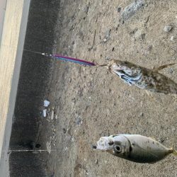 中アジ釣れてますよ(初投稿)