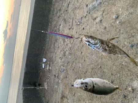 中アジ釣れてますよ(初投稿)