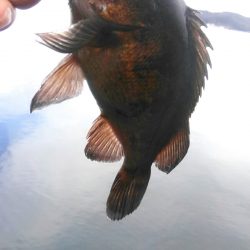 久しぶりにキャッチ