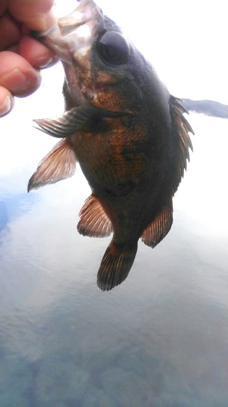 久しぶりにキャッチ