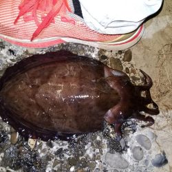 やっときましたキロアオリん