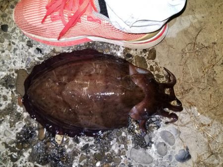 やっときましたキロアオリん