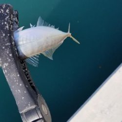 アジング　初島漁港