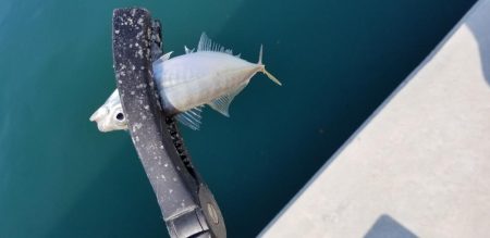 アジング　初島漁港