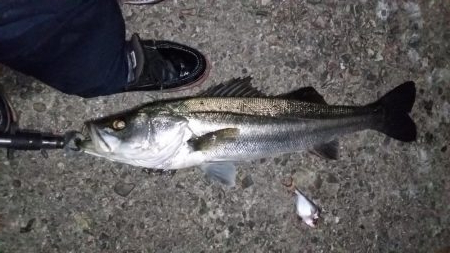 アジング中にランカーシーバス