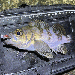 二見メバリング(2020-3)