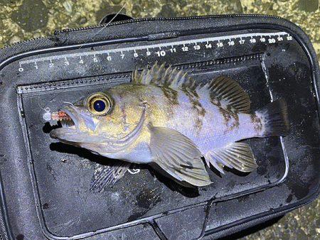 二見メバリング(2020-3)