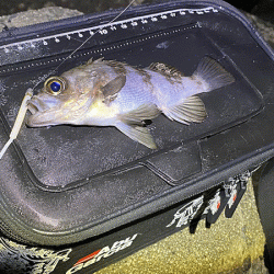 姫路メバリング(2020-4)