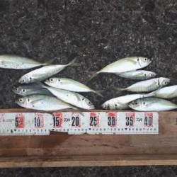 タカノハダイ、サンノジ、アジ沢山（＾＾）ｂ