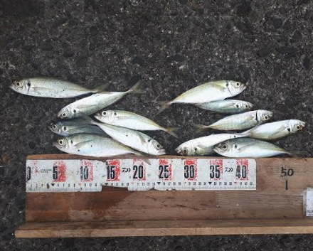 タカノハダイ、サンノジ、アジ沢山（＾＾）ｂ