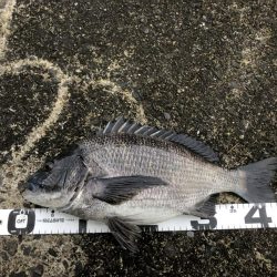 イチノ兄弟、釣果！